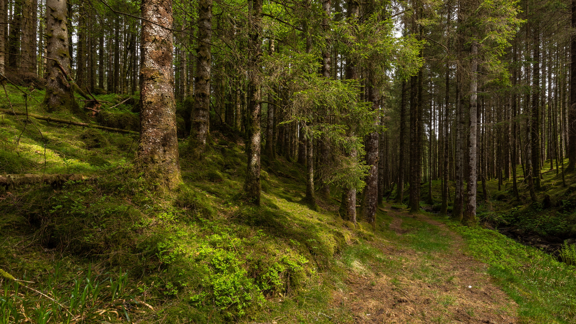 A Trail In The Forest